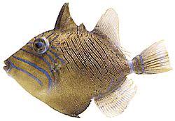 Image result for Balistes vetula