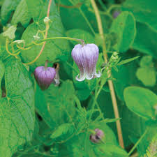 Attēlu rezultāti vaicājumam “Clematis flower”