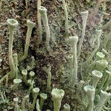 Attēlu rezultāti vaicājumam “Cladonia fimbriata”