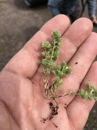 Attēlu rezultāti vaicājumam “Scleranthus annuus flower”