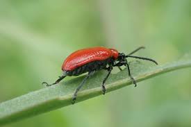 Attēlu rezultāti vaicājumam “Lilioceris lilii”