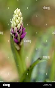 Attēlu rezultāti vaicājumam “Orchis mascula bud”