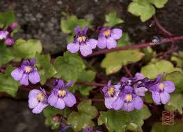 Attēlu rezultāti vaicājumam “Cymbalaria muralis flower”