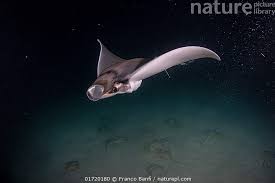Image result for Mobula munkiana