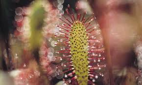Attēlu rezultāti vaicājumam “Drosera anglica fruit”