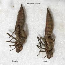 Attēlu rezultāti vaicājumam “Aeshna viridis”