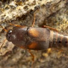 Attēlu rezultāti vaicājumam “Sepedophilus sp.”