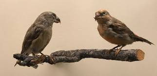 Attēlu rezultāti vaicājumam “Loxia pytyopsittacus”