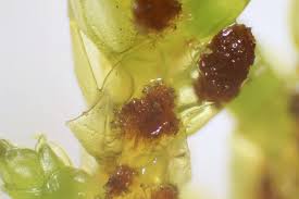 Attēlu rezultāti vaicājumam “Antitrichia curtipendula macro”