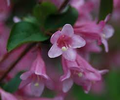 Attēlu rezultāti vaicājumam “Weigela praecox”