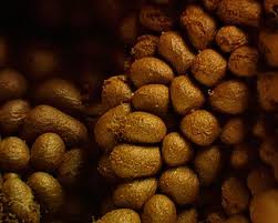 Attēlu rezultāti vaicājumam “Trichia contorta”