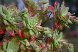 Attēlu rezultāti vaicājumam “Rumex acetosa fruit”
