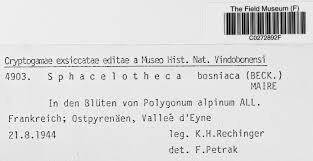Attēlu rezultāti vaicājumam “Sphacelotheca hydropiperis”