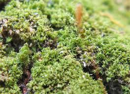 Attēlu rezultāti vaicājumam “Dicranella staphylina macro”