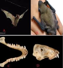 Attēlu rezultāti vaicājumam “Nyctalus leisleri”