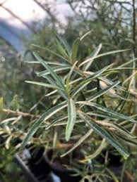Attēlu rezultāti vaicājumam “Hippophae rhamnoides leaf”