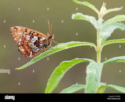 Attēlu rezultāti vaicājumam “Boloria aquilonaris upperside”