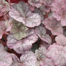Image result for Heuchera `Swirling Fantasy`