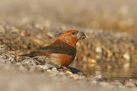 Attēlu rezultāti vaicājumam “Loxia pytyopsittacus”