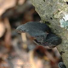 Attēlu rezultāti vaicājumam “Exidia truncata”