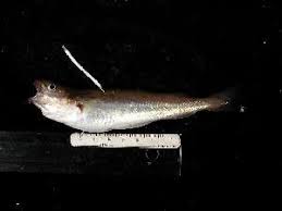 Image result for Microgadus tomcod