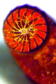 Attēlu rezultāti vaicājumam “Schistidium apocarpum sporophyte”