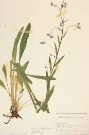 Attēlu rezultāti vaicājumam “Boraginaceae”