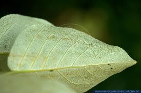 Attēlu rezultāti vaicājumam “Populus x berolinensis”