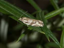 Attēlu rezultāti vaicājumam “Tortricidae”