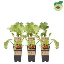 Attēlu rezultāti vaicājumam “Rheum rhabarbarum fruit”