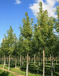 Attēlu rezultāti vaicājumam “Fraxinus excelsior”