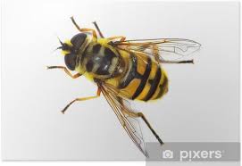 Attēlu rezultāti vaicājumam “Syrphidae”