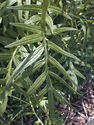 Attēlu rezultāti vaicājumam “Valeriana officinalis leaf”