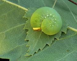 Attēlu rezultāti vaicājumam “Trichiosoma larva”