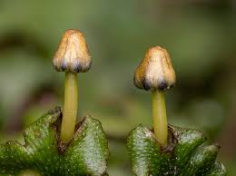 Attēlu rezultāti vaicājumam “Siphoptychium violaceum spores”