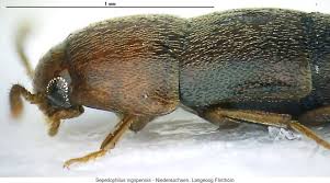 Attēlu rezultāti vaicājumam “Sepedophilus sp.”