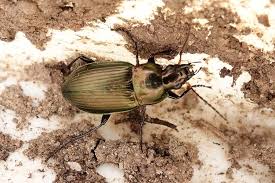 Attēlu rezultāti vaicājumam “Poecilus cupreus”