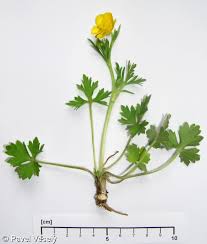 Attēlu rezultāti vaicājumam “Ranunculus bulbosus”
