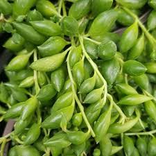 Attēlu rezultāti vaicājumam “Senecio”