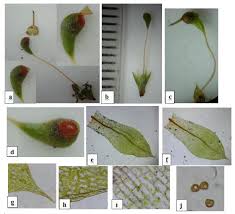 Attēlu rezultāti vaicājumam “Didymodon fallax var. brevifolius”