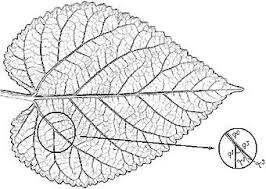 Attēlu rezultāti vaicājumam “Morus alba leaf”