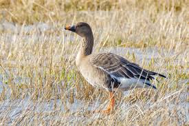 Attēlu rezultāti vaicājumam “Anser serrirostris”