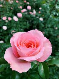 Image result for FOTO ROSA