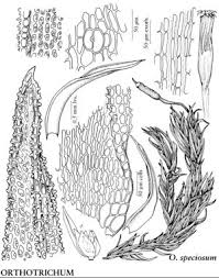 Attēlu rezultāti vaicājumam “Orthotrichum speciosum sporophyte”