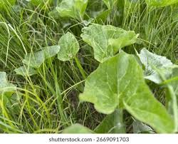 Attēlu rezultāti vaicājumam “Petasites hybridus leaf”