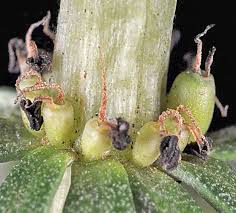 Attēlu rezultāti vaicājumam “Hippuris vulgaris”