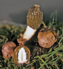 Attēlu rezultāti vaicājumam “Phallus impudicus”