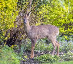 Attēlu rezultāti vaicājumam “Capreolus capreolus”