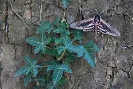 Attēlu rezultāti vaicājumam “Sphinx ligustri”