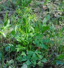 Attēlu rezultāti vaicājumam “Ranunculus sceleratus”